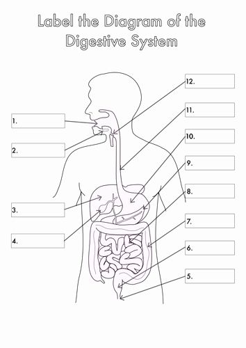 Digestive System Worksheet Pdf Beautiful Worksheet Digestive System the Best Worksheets Image – Chessmuseum Template Library Digestive System Diagram, Digestive System Worksheet, Human Body Worksheets, Biology Diagrams, Human Biology, Heart Lungs, Human Digestive System, Biology Worksheet, Anatomy Coloring Book