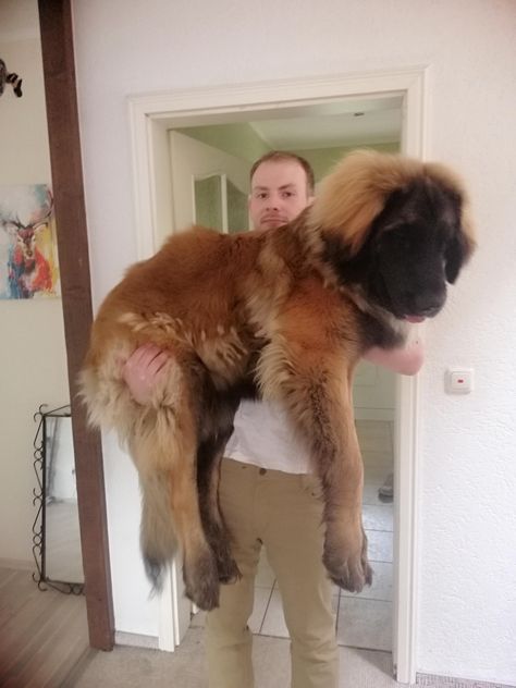 Klaus 8 month old Leonberger. 46kg #Dog #Dogs #Pic #Pics #Picture #Pictures #Puppy #Puppies Leonberger Dog Puppy, Leonberger Puppy, Big Dogs Breeds, Leonberger Dog, Biggest Dog In The World, Puppy And Kitten, Funny Dog Signs, Biggest Dog, Big Dog Breeds