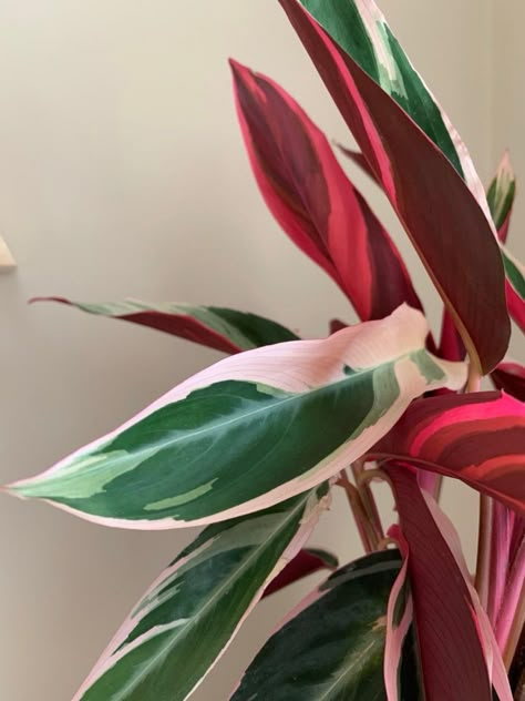 Red Leaves Plant, Colorful House Plants, Colorful Houseplants, Air Purifier Plants, Plants For Living Room, Stromanthe Triostar, Plants For Home Decor, Home Decor Plants, Pink Plants