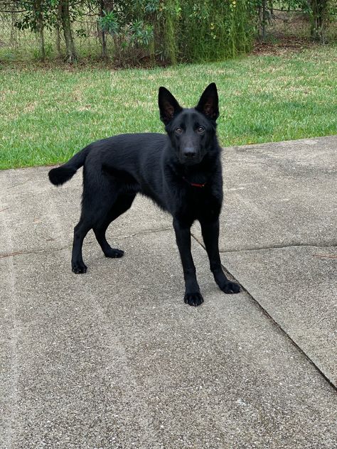 Our new protection dog Axel is ready for her next home!  #forsale #finelinefamilyk9 #dogs #gsd #kidsafe #protectiondogs #cute #training #hebites #familyprotectiondogs Dog Protection, Protective Dog Breeds, Protection Dogs, Guard Dog Breeds, Black German Shepherd Dog, Protective Dogs, Gsd Dog, Black German Shepherd, German Shepards