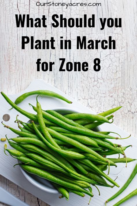 Gardening in March: Zone 8 - Our Stoney Acres Zone 8 Planting Schedule, 8a Gardening, What To Plant In March, Vegetable List, Backyard Design On A Budget, Zone 8b, When To Plant Vegetables, Small Backyard Design Layout, Modern Homestead