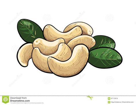 Cashew Nut Logo Design, Cashew Illustration, Nut Drawing, Nuts Illustration, Kitchen Drawing, Creative Drawing Ideas, Drawing Clipart, Cashew Nut, Drawing Cartoon