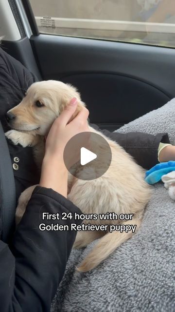 English Golden Retriever Puppy, Golden Retriever Gif, Golden Retriever Training, English Golden Retrievers, Golden Retriever Baby, Chien Golden Retriever, Old Golden Retriever, Golden Puppy, Dog Puppies