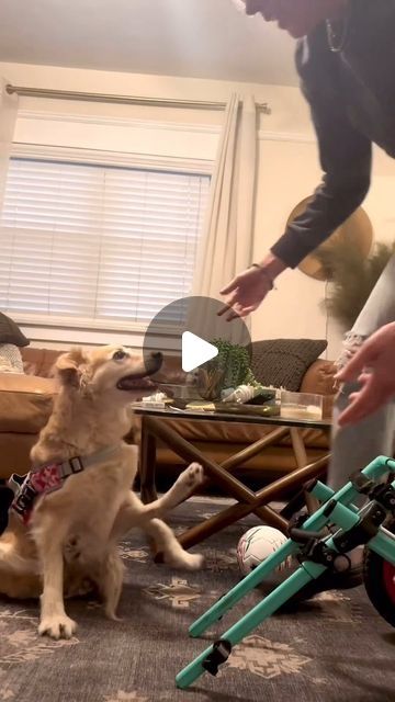 Walkin' Pets on Instagram: "Everybody deserves someone who looks at them the way Scooty looks at her wheelchair. 😂 Does your wheelie dog get this excited when it's time to roll? 📽️: @super_scooty" Dog Wheelchair, January 27, Wheelchair, No Way, The Way, Bring It On, Dogs, On Instagram, Beauty