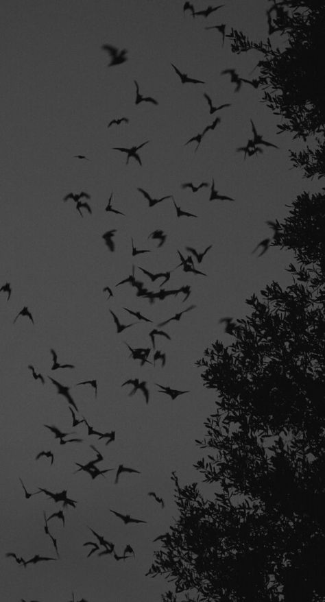 Dark Bat Wallpaper, Spooky Witch Wallpaper, Gothic Horror Wallpaper, Southern Gothic Aesthetic Wallpaper, Black Gothic Background, Dark Witch Wallpaper, Dark Witch Aesthetic Wallpaper, Bat Wallpaper Aesthetic, Grey Halloween Wallpaper