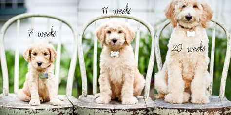 Cute progressive puppy photoshoot idea for the 1st year of dog's life. {Pet Photography} {Dog} {Puppy Photo Session Idea} Puppy Photoshoot, Puppy Announcement, Puppy Time, Puppy Photography, Photos With Dog, Dog Photoshoot, Photoshoot Idea, Puppy Photos, 1st Year