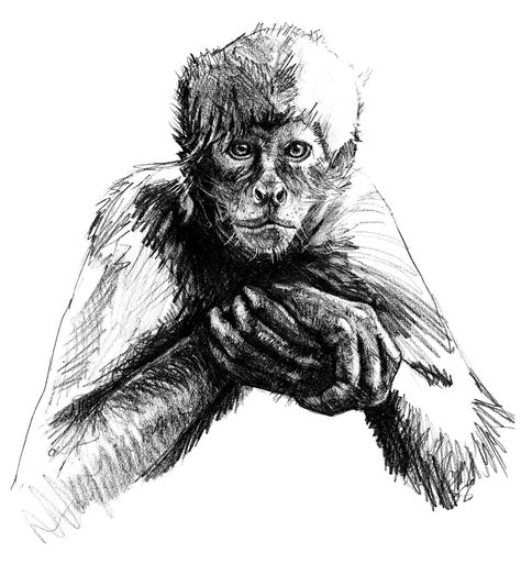 Spider Monkey Drawing, Monkey Drawing Sketch, Pen Reference, Monkey Sketch, Animals Sketches, City Portraits, Intense Eyes, Monkey Drawing, Black Headed