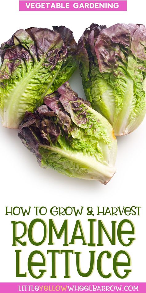 Whether you're an experienced gardener or just starting out, this blog post on growing romaine lettuce is a must-read. Discover the best gardening practices for planting and maintaining your romaine lettuce, and enjoy fresh and healthy salads straight from your garden all season long. Regrow Lettuce, Romaine Lettuce Growing, Grow Lettuce, Cabbage Worms, Vegetables Garden, Lettuce Seeds, Growing Lettuce, Seed Starting Mix, Container Vegetables