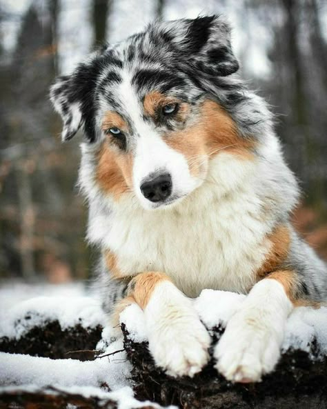 Funny Dogs Pics, Funny Dog Videos Hilarious, Big Dogs Breeds, Biggest Dog In The World, Funny Dog Signs, Biggest Dog, Aussie Puppies, Trending Ideas, Aussie Dogs