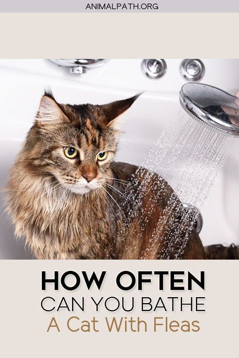 How often can you bathe a cat with fleas? Flea Bath For Cats, Fleas On Kittens, Flea Bath For Kittens, Cat Bathing Tips, Cat Hygiene Tips, How To Bathe A Cat, Cat Remedies, Flea Shampoo For Cats, Cat Health Problems