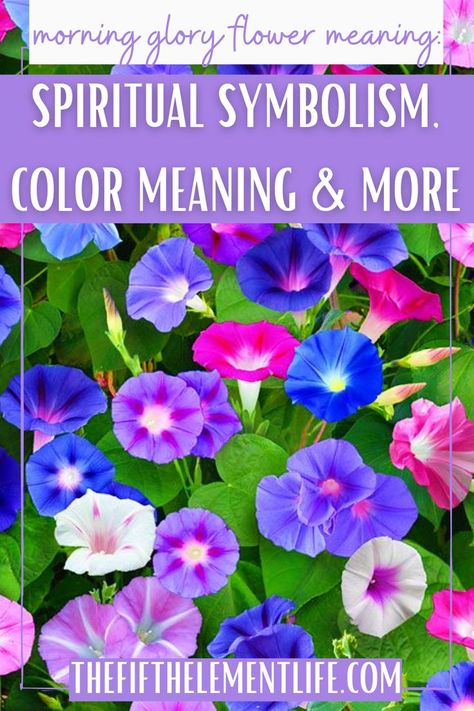 Morning Glory Flower Meaning Morning Glory Flowers, Eternal Beauty, Flower Meanings, Color Meanings, Memorial Garden, Spiritual Meaning, Hearts Desire, Morning Glory, Dream Garden