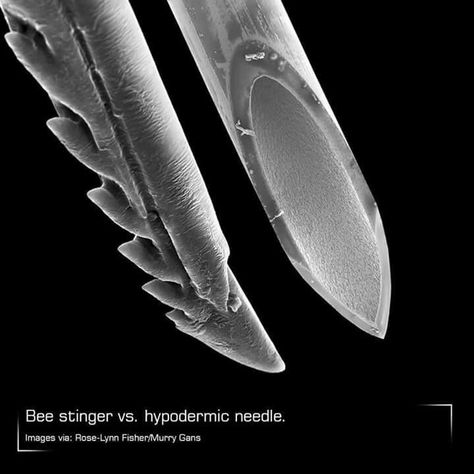 Hypodermic Needle, Dental Website, Things Under A Microscope, Most Popular Memes, Stinger, Junk Drawer, Wild Life, Amazing Quotes, Bee