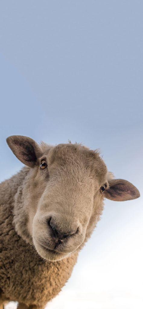 Animal Wallpaper 4K iPhone: Stunning High-Resolution Wildlife Backgrounds for Your Device Sheep Phone Wallpaper, Animal Screen Savers, Sheep Wallpaper Cute, Sheep Background Wallpapers, Lamb Aesthetic Wallpaper, Sheep Wallpaper Iphone, Sheep Wallpaper Aesthetic, Sheep Background, Arabic Pictures