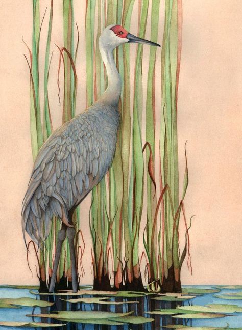 1 - Sandhill Crane by Gene Rizzo Giclee Prints ~ 11x15 12x16 15x22 16x24 22x30 24x32 32x44 36x48 x x Sand Hill Cranes Painting, Tropical Fish Art, Sandhill Crane, Heron Art, Roseate Spoonbill, Great Blue Heron, Quilt Art, 수채화 그림, Blue Heron