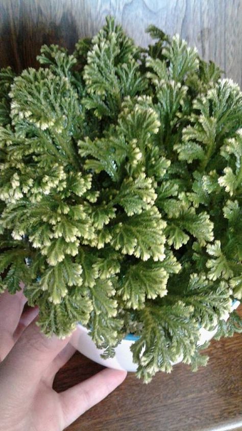 Christmas Fern Plants, Frosty Fern Care, Keeping Ferns Alive During Winter, Fluffy Ruffle Fern Care, Frosty Fern, Homemade Plant Food, Sensitive Fern, Christmas Fern, Christmas Cactus Plant