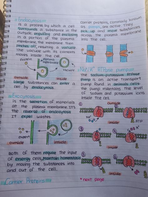 Cellular Transport Notes, Cell Notes Biology Class 9 Aesthetic, Cell Membrane Notes, Revision Board, Cell Biology Notes, Bio Notes, Biochemistry Notes, Learn Biology, Nurse Study Notes