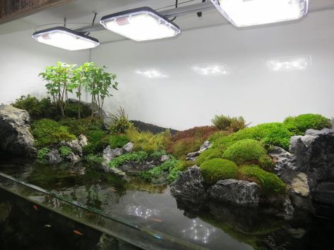 Aquatic Plant Central Amazing Aquariums, Aquascape Design, Aquarium Terrarium, Aquarium Landscape, Aquascape Aquarium, Moss Garden, Aquarium Design, Garden Terrarium, Terraria