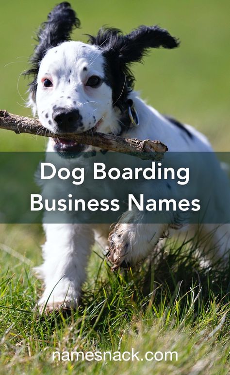 Kennel Business Ideas, Dog Boarding Business Names, Pet Boarding Business Ideas, Dog Boarding Facility Ideas Pet Resort, Dog Business Names, Doggy Daycare Ideas, Dog Daycare Ideas, Dog Kennel Business, Dog Boarding Facility Ideas