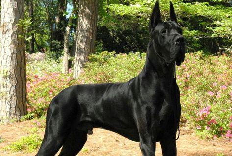 Great Dane. A well bred Dane is a beast 💪 European Great Dane, Brindle Great Dane, Great Dane Facts, Blue Merle Great Dane, Mantle Great Dane, Black Great Dane, Merle Great Danes, Black Great Danes, Blue Great Danes