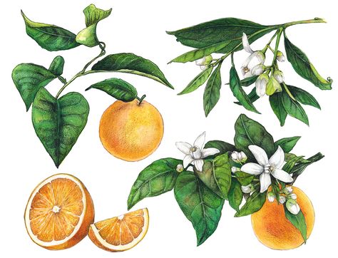 Marianne Scheel on Behance Lemon Clipart, Lemon Watercolor, Background Watercolor, Bird On Branch, Orange Tree, Orange Fruit, Tropical Birds, Drawn Illustration, Free Clip Art