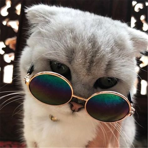 With Sunglasses Day on the horizon, here are some inspiring Instagram pics of dapper kitties in shades. Cat Sunglasses, Wearing Sunglasses, A Cat, Sunglasses