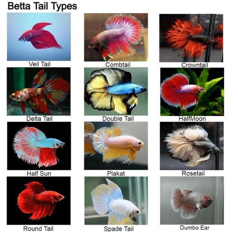 Betta Fish Tail Types, Types Of Beta Fish, Beta Fish Types, Betta Aquarium Ideas, Tail Types, Betta Fish Toys, Betta Fish Tank Ideas, Types Of Betta Fish, Fish Types