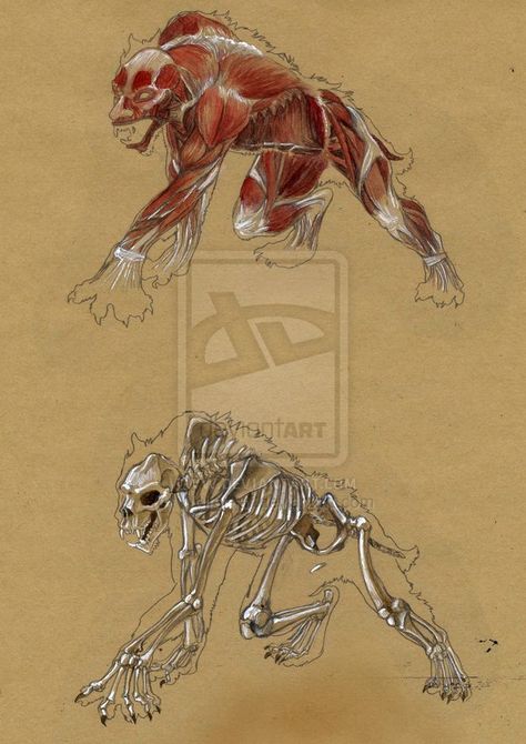 Werewolf Anatomy Design Reference, Werewolf Study, Werewolf Anatomy, Anatomy Design, Werewolf Art, Vampires And Werewolves, 3d Modelle, Mythical Creatures Art, Mythological Creatures