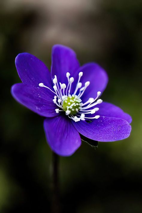 Anemone Hepatica, Beautiful Purple Flowers, Small Purple Flowers, Mediterranean Plants, Crocus Flower, Peonies Garden, Flower Names, Elegant Flowers, Exotic Flowers