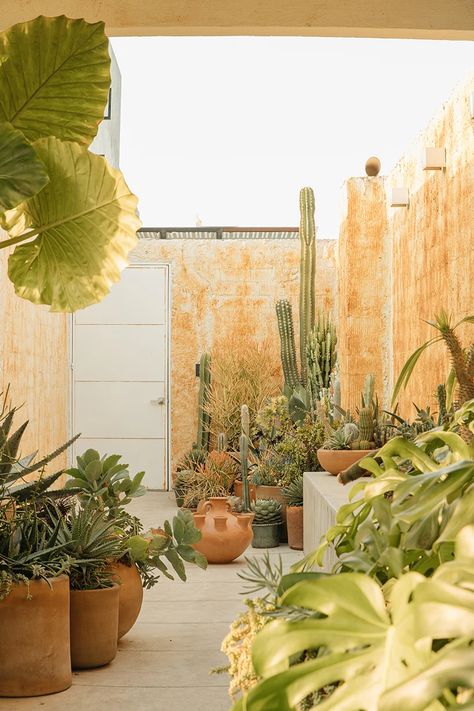 marc pascal brings a desert-like vibe to rooftop terrace in mexico Desert Balcony Ideas, Plants On Roof Top, Cactus Balcony, Mexico Rooftop Terrace, Desert Garden Ideas, Greenhouse In The Desert, Lagom Design, Clay Planters, Balcony Plants