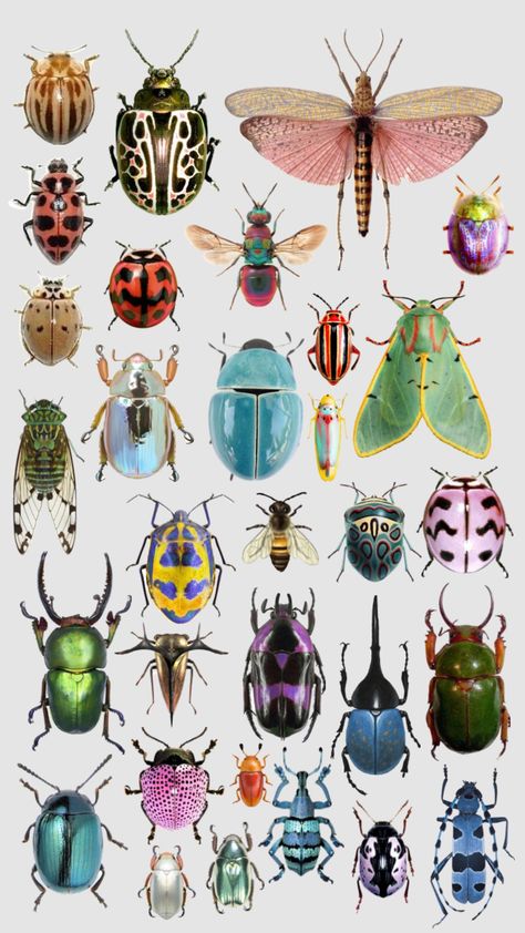 Cool Bugs, Bug Art, Beautiful Bugs, Insect Art, Arte Inspo, Bugs And Insects, Art Collage Wall, Beetles, Art Block