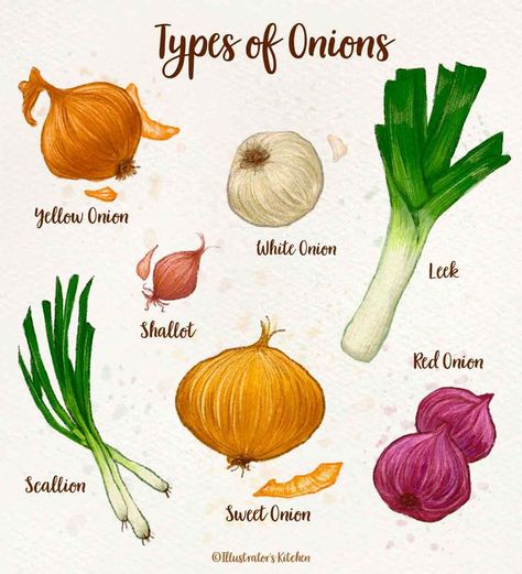 Fruits And Vegetables List, Vegetable Chart, Types Of Onions, Onion Leeks, Watercolor Food Illustration, Seed Starter Kit, Vegetable Pictures, Healthy High Protein Meals, Seed Starter