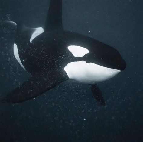 Killer Whale Aesthetic, Whale Aesthetic, Profile Picture Cute, Just Yourself, Beautiful Sea Creatures, Water Animals, Orca Whales, Most Beautiful Animals, Underwater Life