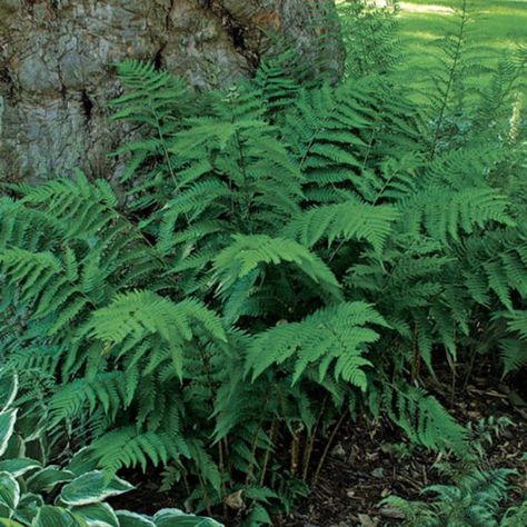 Dixie wood fern - FineGardening Bungalow Landscape, Lady Fern, Wood Fern, Outdoors Tattoo, Fine Gardening, Fern Plant, Spring Plants, Backyard Inspiration, Summer Plants