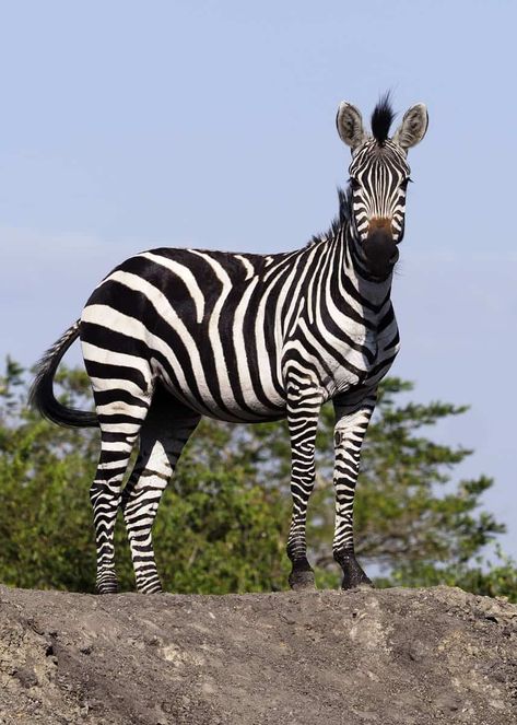 facts about zebras  #zebra #animallovers #uganda #africa #africasafari Mountain Zebra, Plains Zebra, Uganda Africa, Wild Baby, Baby Zebra, List Of Animals, Wildlife Safari, Africa Safari, Zebra Stripes