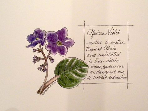 Violet Flower Drawing, African Violet Flower, Violet Flower Tattoos, Violet Tattoo, All Languages, Classy Tattoos, African Violet, Violet Flower, African Violets