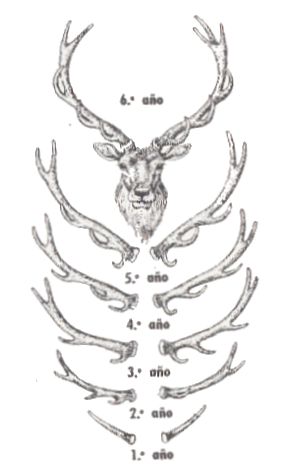 Crecimiento de las astas del ciervo común  De abajo a arriba, la serie  de astas muestra el aumento de les puntas de los cuernos entre uno y seis años las astas mudan cada Otoño y empiezan a crecer de nuevo en la primavera siguiente. Al principio son de terciopelo y sangran si se dañan. Más avanzado el año, el terciopelo cae y las astas se vuelven duras. Wild Life, Humanoid Sketch