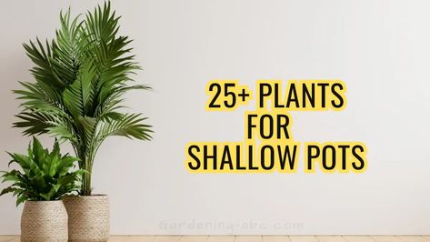 This complete guide covers the best plants that thrive in shallow containers only a few inches deep, like trailing pothos, compact herbs, succulents, annuals, and more. Get tips for caring for petite potted plants. Plants For Shallow Pots, Trailing Pothos, Growing Veggies, Best Plants, Florida House, Florida Home, Cool Plants, Garden Pots, Container Gardening