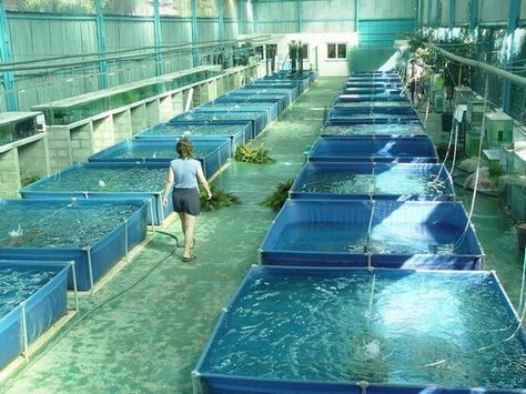 Aqua Ponics, Aquaponics Greenhouse, Backyard Aquaponics, Aquaponics Plants, Aquaponics Fish, Aquaponics Diy, Aquaponic Gardening, Fish Farm, Vertical Farming