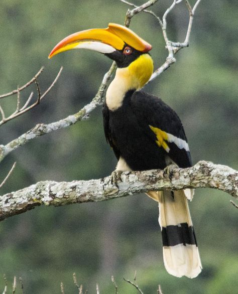 The Indian Subcontinent provides suitable habitats to a species of birds called Hornbills. #bird #birds #beautiful #nature #beauty #wildlife Print Shop Ideas, Great Hornbill, Hornbill Bird, Indian Birds, Wildlife Day, Bird Pictures, Exotic Birds, Tropical Birds, Pretty Birds