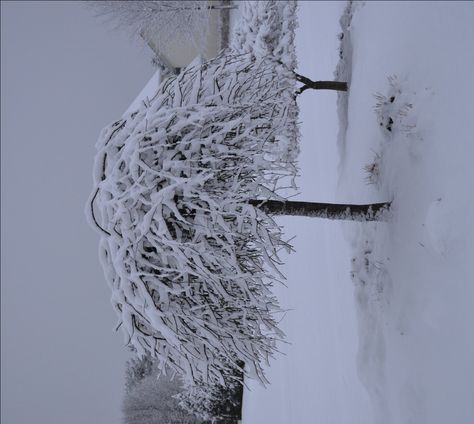 Snow covered Lavender Twist Weeping Redbud tree. Weeping Trees, Weeping Cherry Tree, Weeping Willow Tree, Redbud Tree, Two Trees, Weeping Willow, Big Tree, Willow Tree, Cherry Tree