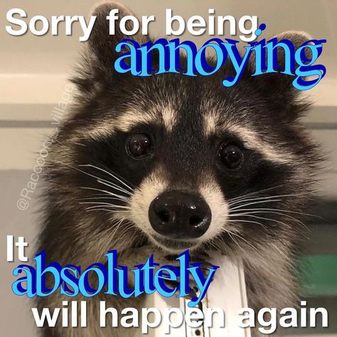 Hilarious Animal Pictures, Possum Memes, Raccoon Memes, Racoon Funny, Funny Dog And Cat, Trash Pandas, Wild Wild West, Raccoon Funny, Trash Panda