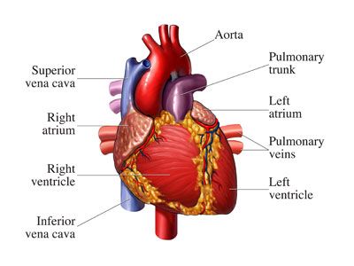 Tissues combine together to form organs.   An example is the heart.   The heart pumps oxygen-rich blood to be used by the rest of the body and it takes the spent blood and pumps it to the lungs where the gas waste can be expelled. Cpr Certification, Cardiopulmonary Resuscitation, Heart Anatomy, Heart Words, Cardiovascular System, Human Heart, Heart Health, Disease, Human Body