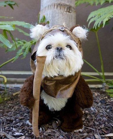 75 Star Wars Dog Names Ewok Dog Costume, Ewok Costume, Dog Costumes Funny, Perro Shih Tzu, Chien Shih Tzu, Havanese Puppies, Labrador Retriever Puppies, Dog Halloween Costumes, Shih Tzu Puppy