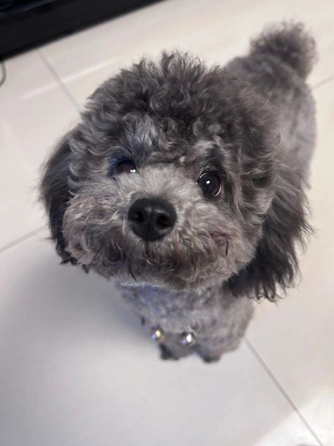 Silver Toy Poodle, Blue Poodle, Grey Poodle, Small Poodle, Silver Poodle, Poodle Toy, Pocket Dog, Poodle Mom, Shih Poo