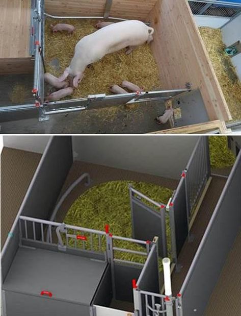 Pig Farrowing House, Pig Farrowing Pen, Farrowing Pen, Pig Farrowing, Kennel Ideas, Pig Pen, Pig Farm, Building A Container Home, Farm Ideas