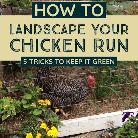 Plants for Chicken Coop Runs | Landscape for Shade and Forage Decorating Backyard, Coop Layout, Plants For Chickens, Coop Decor, How To Grow Watermelon, Gardening Backyard, Chicken Manure, Landscaping Backyard, Chicken Coop Run