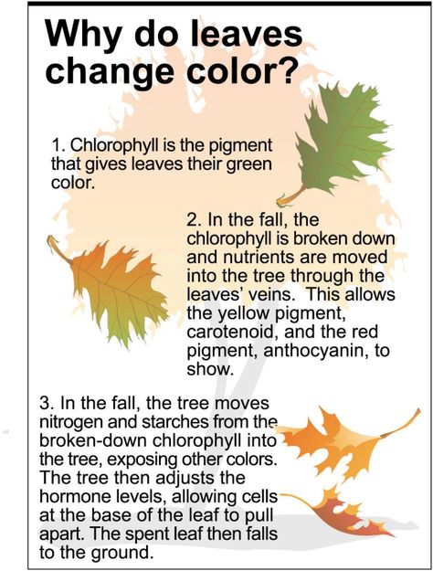 Why Do Leaves Change Color and Fall ? | Know-It-All Why Do Leaves Change Color, Colors Worksheet, Horticulture Education, Horticulture Therapy, Color Worksheet, Biology Plants, Plant Biology, Plant Physiology, Fall Worksheets