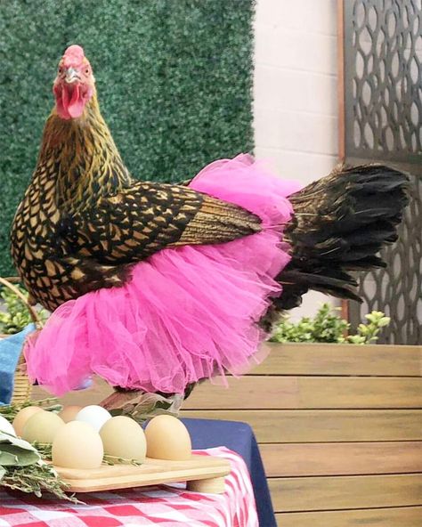 Chickens In Tutus Is A Thing And They Look Lovely (24 Pics) | Bored Panda Forgotten Chicken, Chicken Aesthetic, Chicken Images, Summer Chicken, Chicken Pictures, Dancing Animals, Beautiful Chickens, Cute Chickens, Chicken Humor