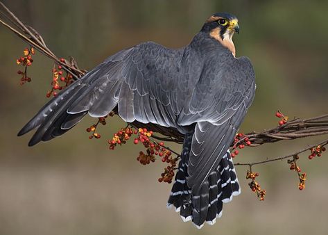 Aplomado Falcon, Akhal Teke Horses, Peregrine Falcon, Animal Study, Bird Wings, Pretty Animals, Peregrine, Animal Sketches, Pretty Birds