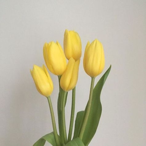 Flowers 🌺 on Twitter | Yellow aesthetic pastel, Yellow tulips, Yellow aesthetic Yellow Aesthetic Pastel, Yellow Theme, Nothing But Flowers, Yellow Tulips, Yellow Wallpaper, Spring Aesthetic, Yellow Aesthetic, Aesthetic Colors, Pastel Yellow